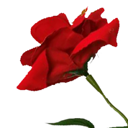 Как выбрать поставщика искусственных цветов